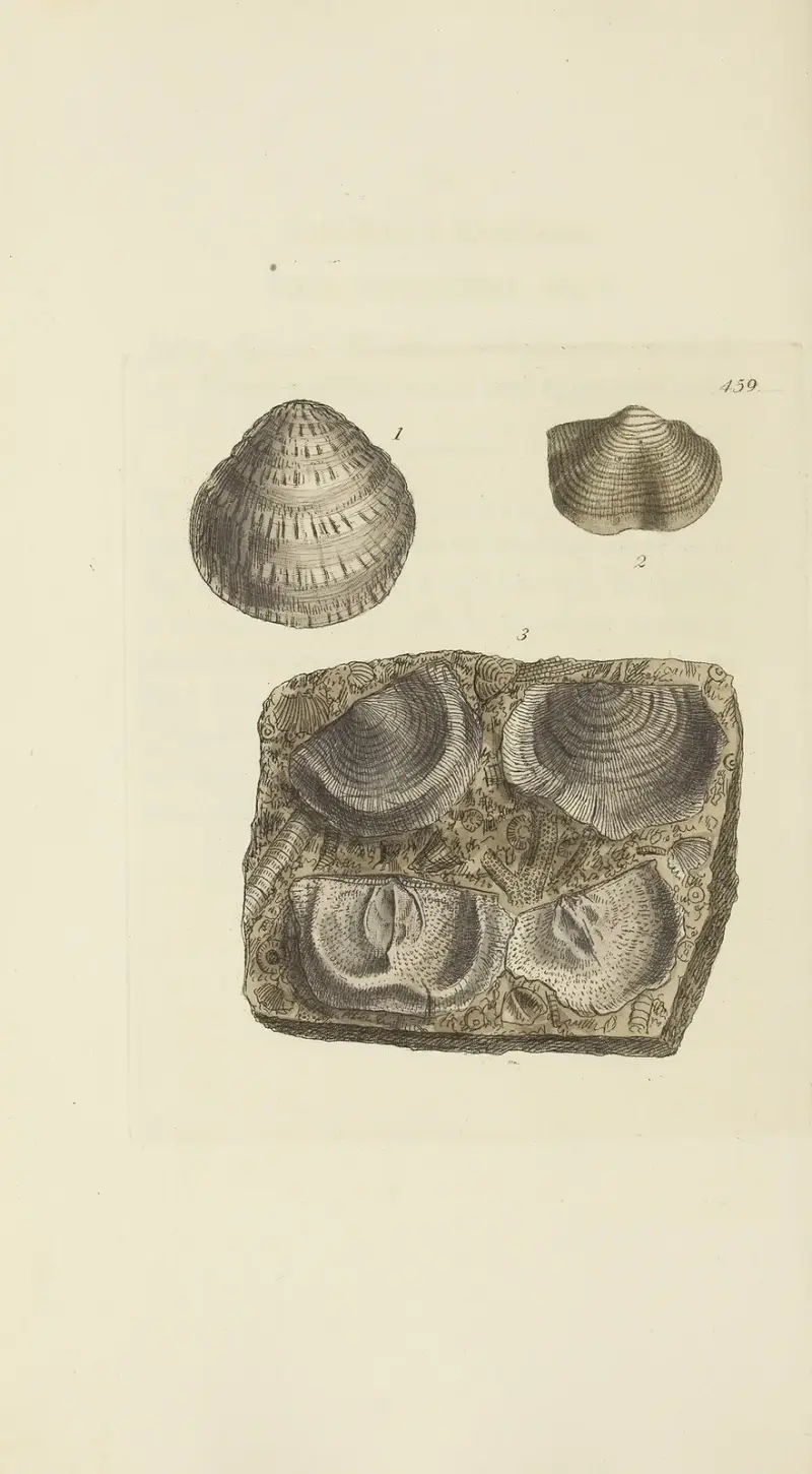 The mineral conchology of Great Britain Pl.540 av James Sowerby