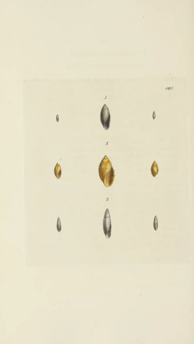 The mineral conchology of Great Britain Pl.541 av James Sowerby