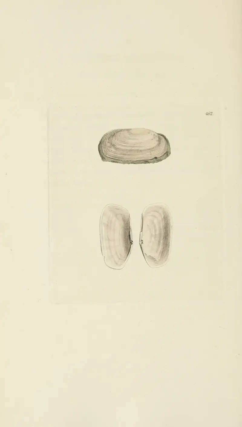 Mineral-konchyliologi från Storbritannien, pl. 543 av James Sowerby