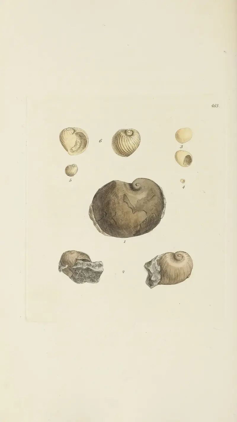 The mineral conchology of Great Britain Pl.544 av James Sowerby