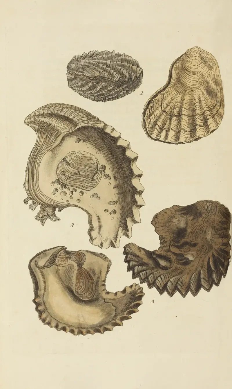 The mineral conchology of Great Britain Pl.549 av James Sowerby