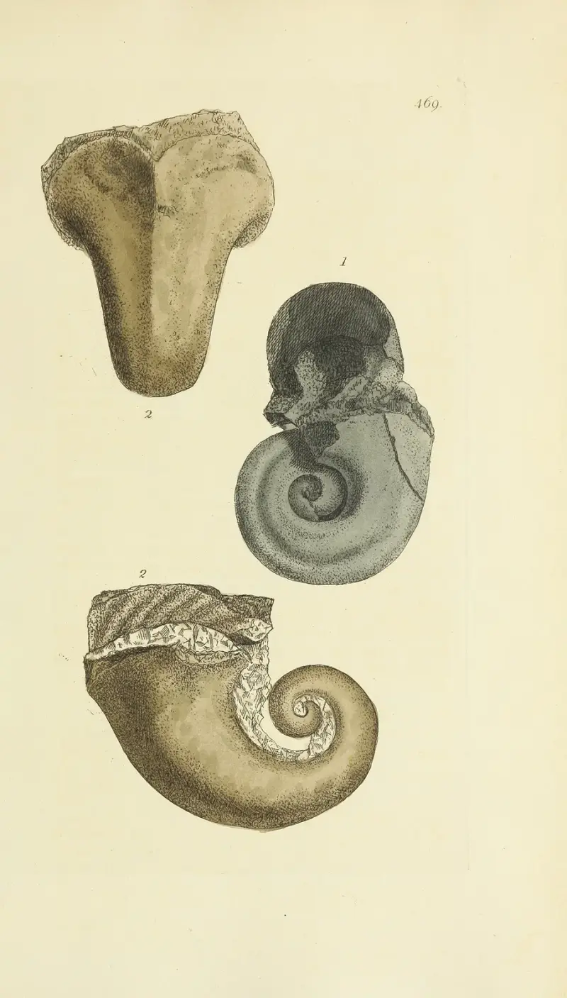 The mineral conchology of Great Britain Pl.550 av James Sowerby