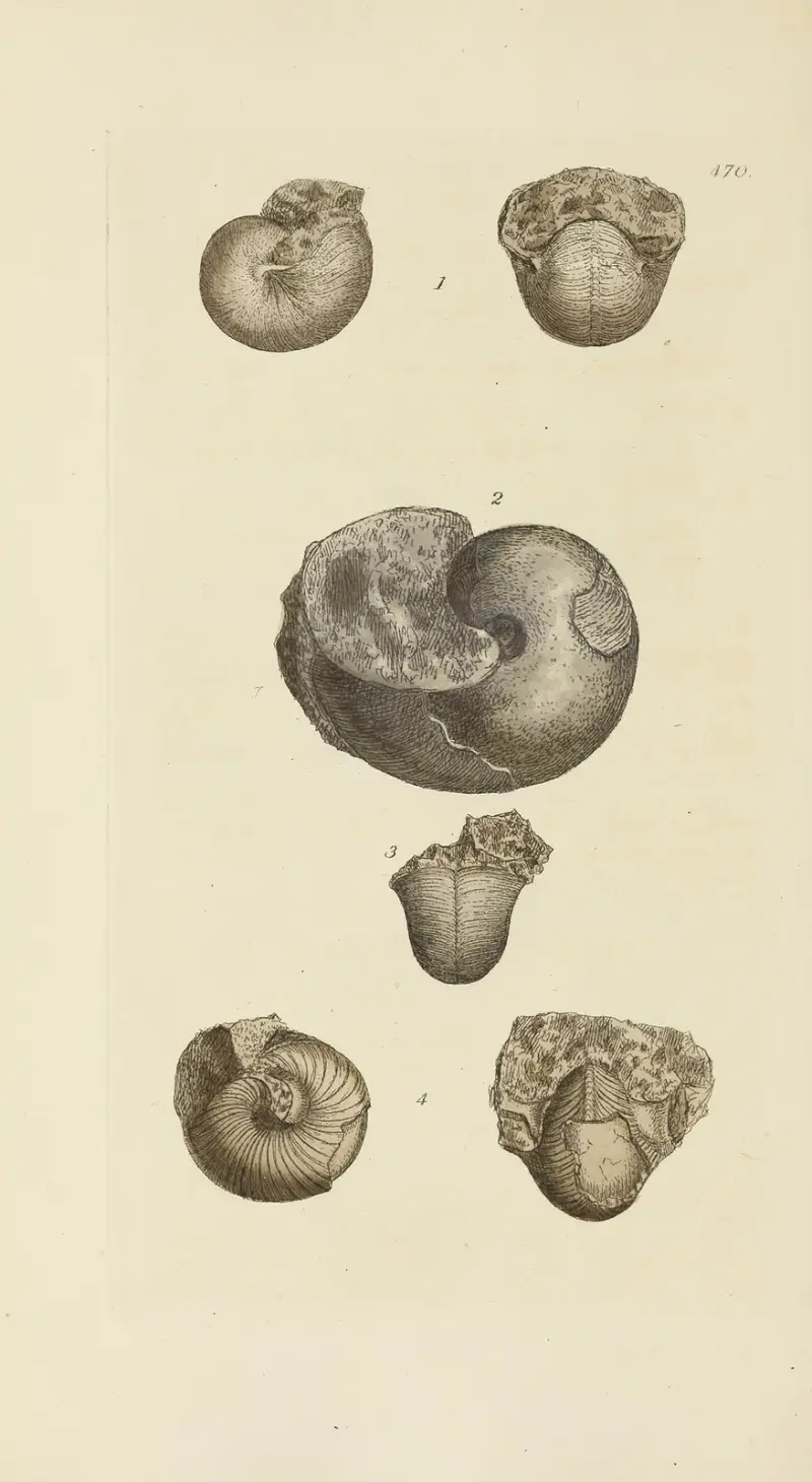 The mineral conchology of Great Britain, plansch 551 av James Sowerby