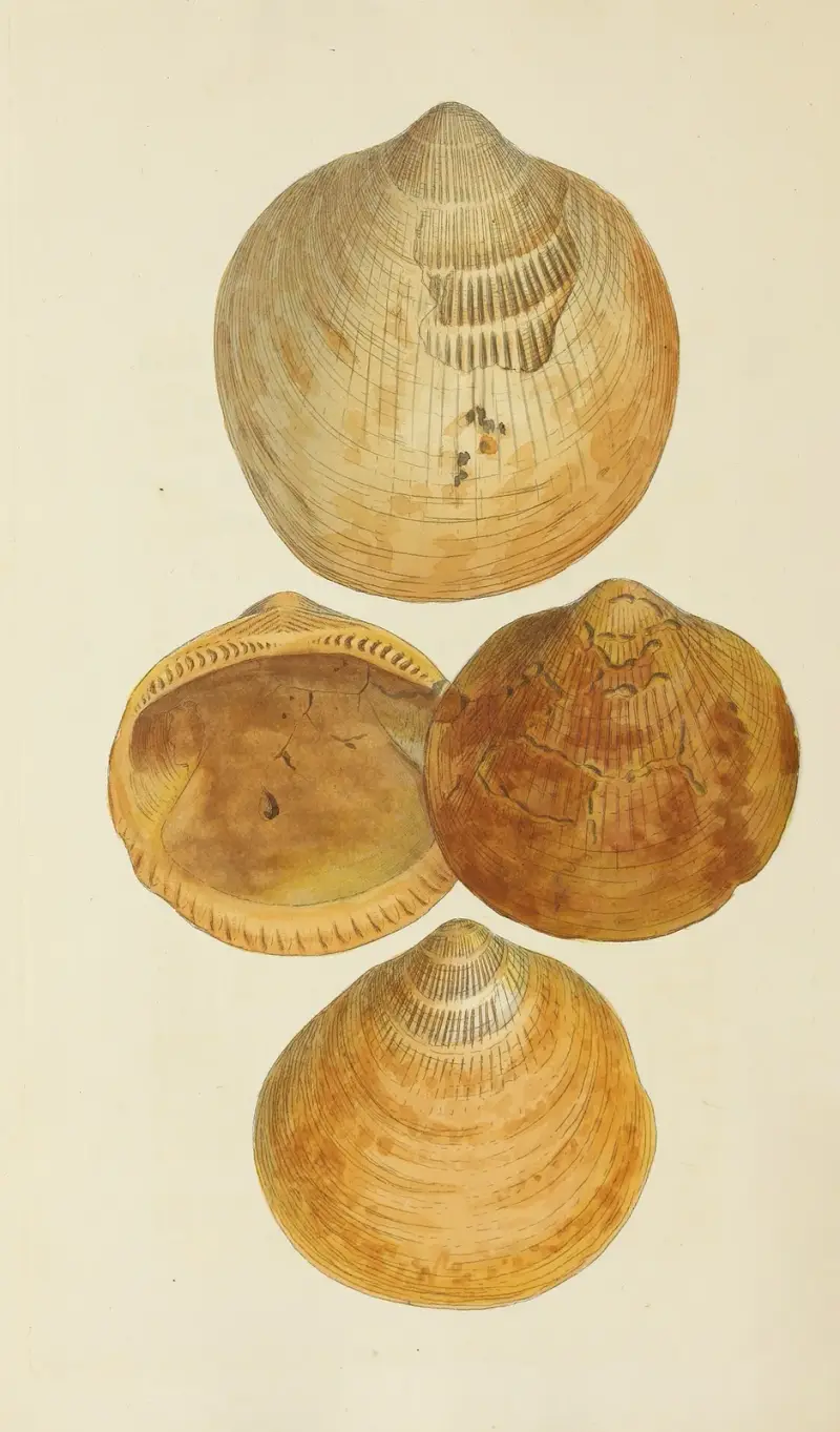 The mineral conchology of Great Britain Pl.552 av James Sowerby
