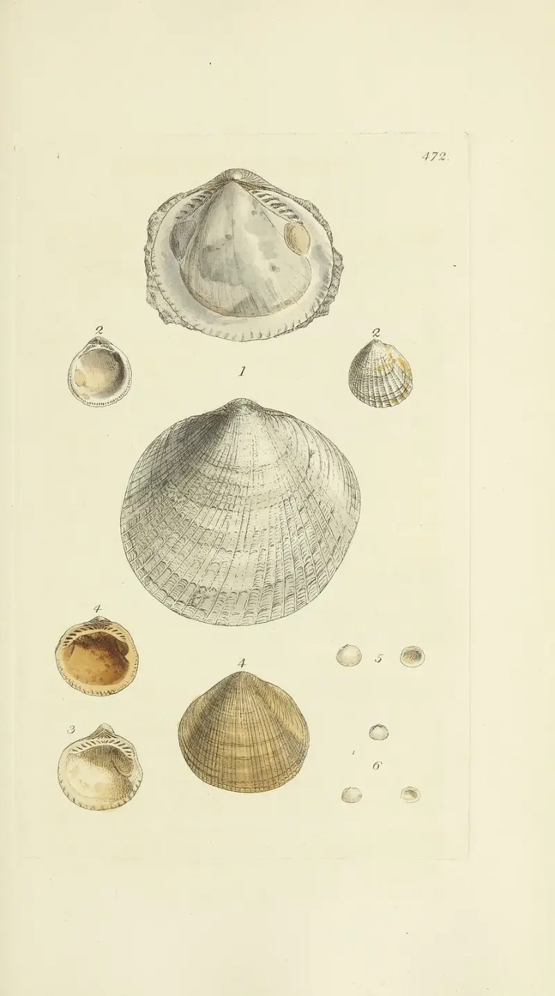 The mineral conchology of Great Britain Pl.553 av James Sowerby