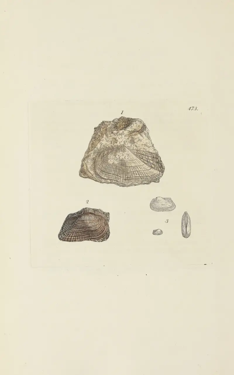 The Mineral Conchology of Great Britain, plansch 554 av James Sowerby
