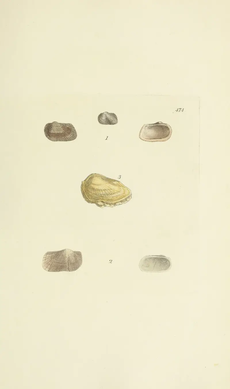 The mineral conchology of Great Britain Pl.555 av James Sowerby