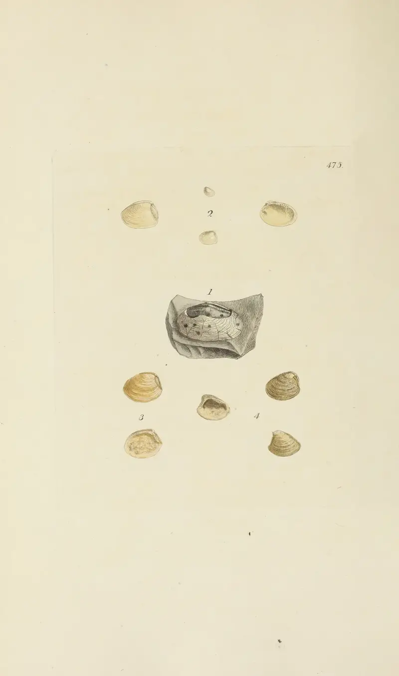 The mineral conchology of Great Britain Pl.556 av James Sowerby