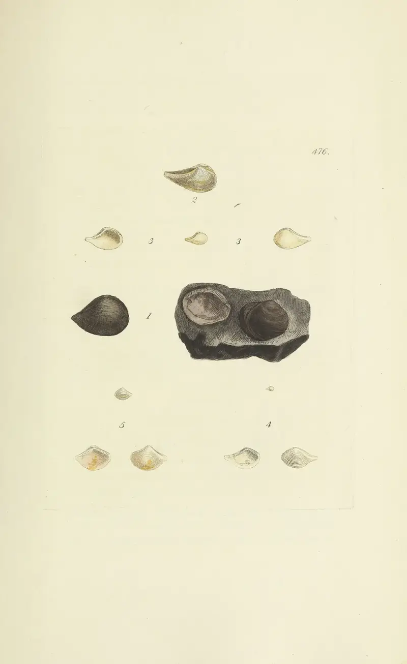 The mineral conchology of Great Britain Pl.557 av James Sowerby