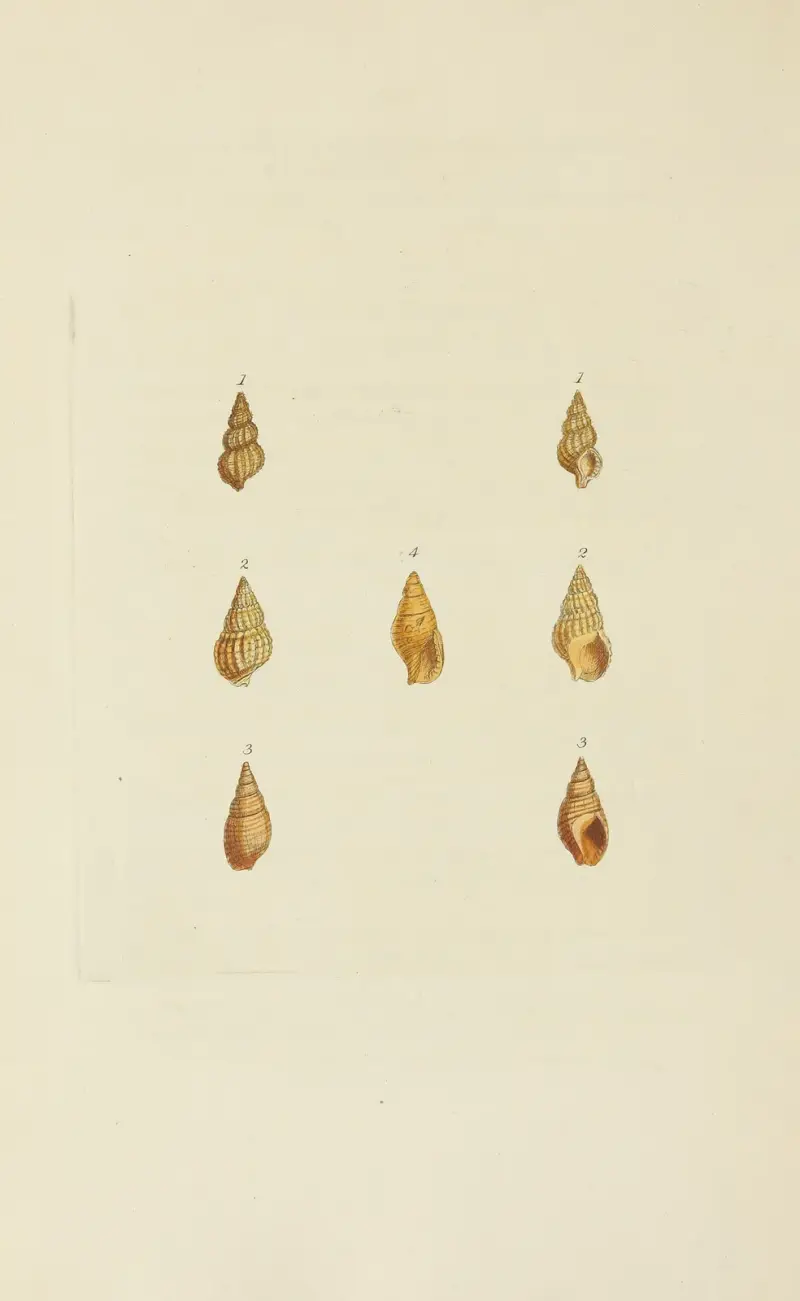 The mineral conchology of Great Britain Pl.558 av James Sowerby