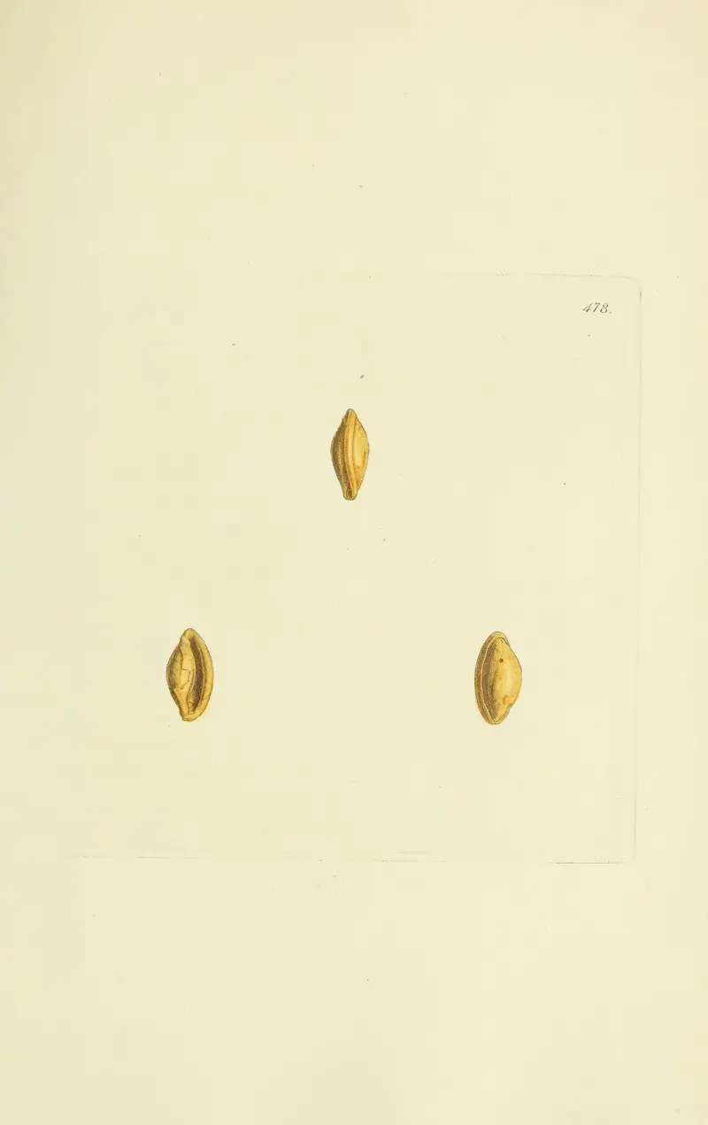 The mineral conchology of Great Britain Pl.559 av James Sowerby