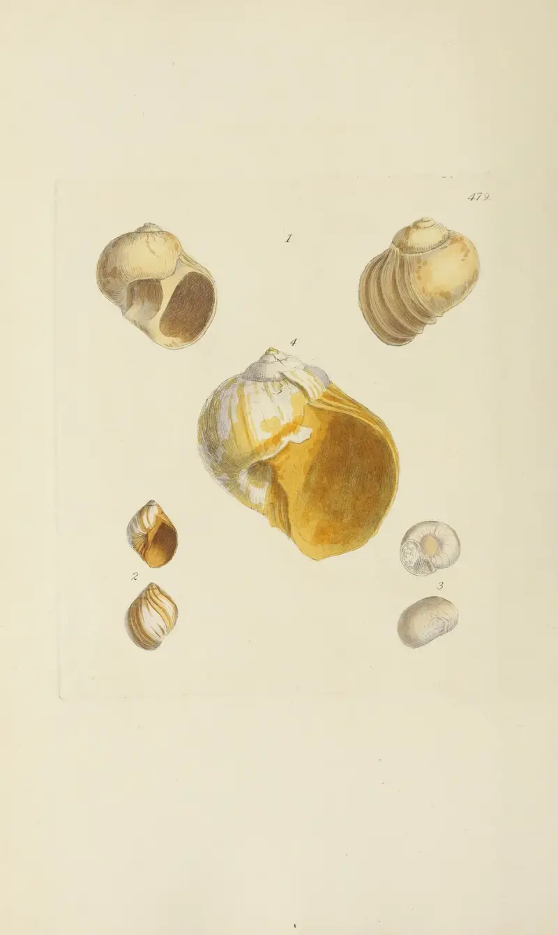 Great Britains mineralogi och konkologi, plansch 560 av James Sowerby