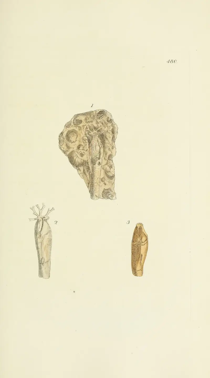 The mineral conchology of Great Britain Pl.561 av James Sowerby