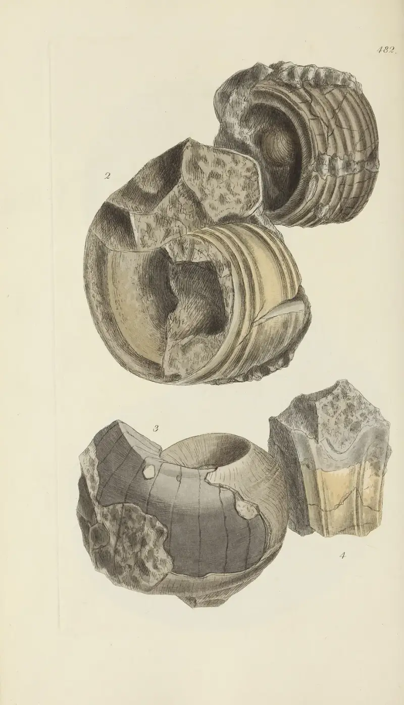 Mineralconchologi från Storbritannien, plansch 563 av James Sowerby