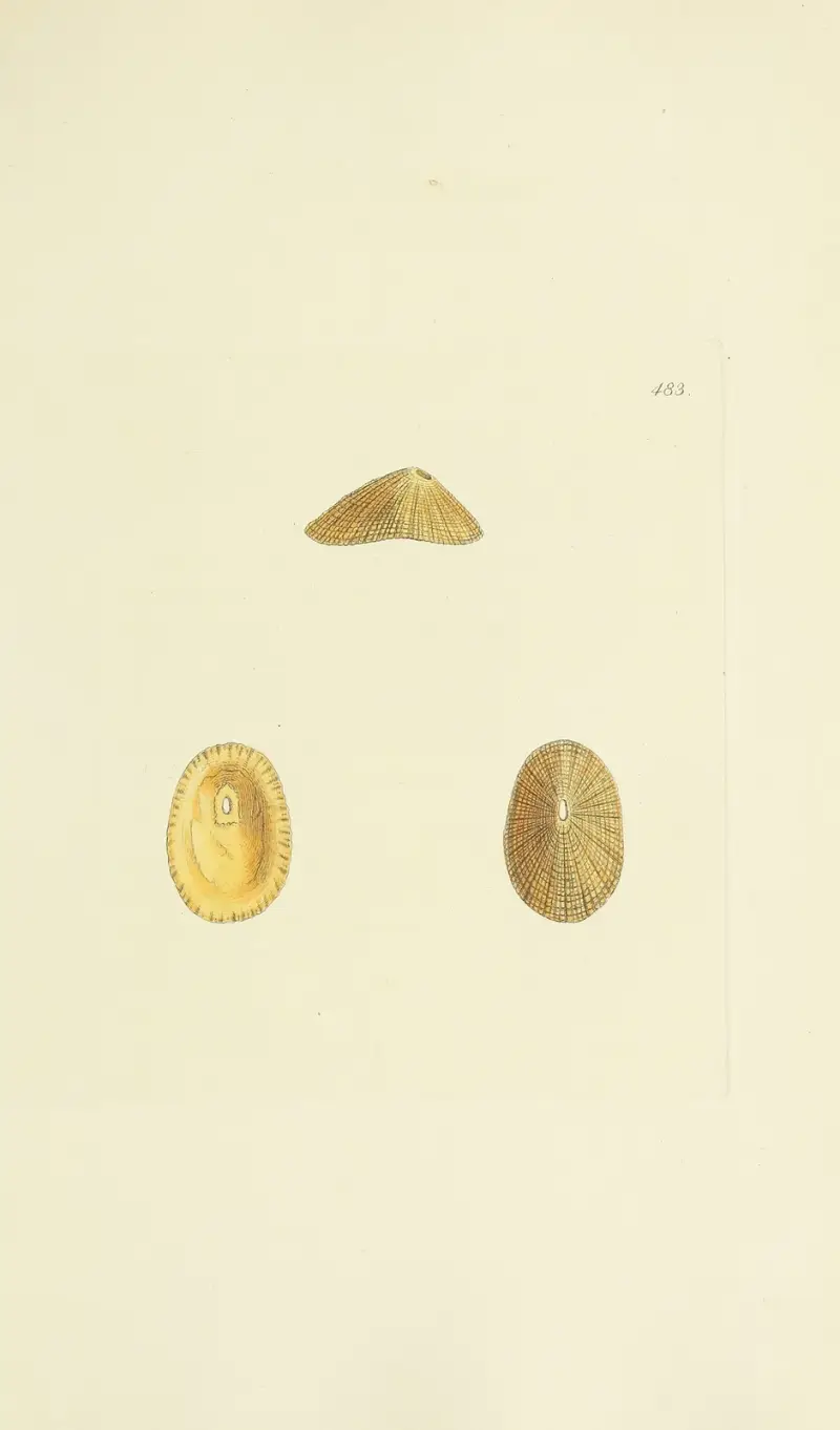 The mineral conchology of Great Britain Pl.564 av James Sowerby