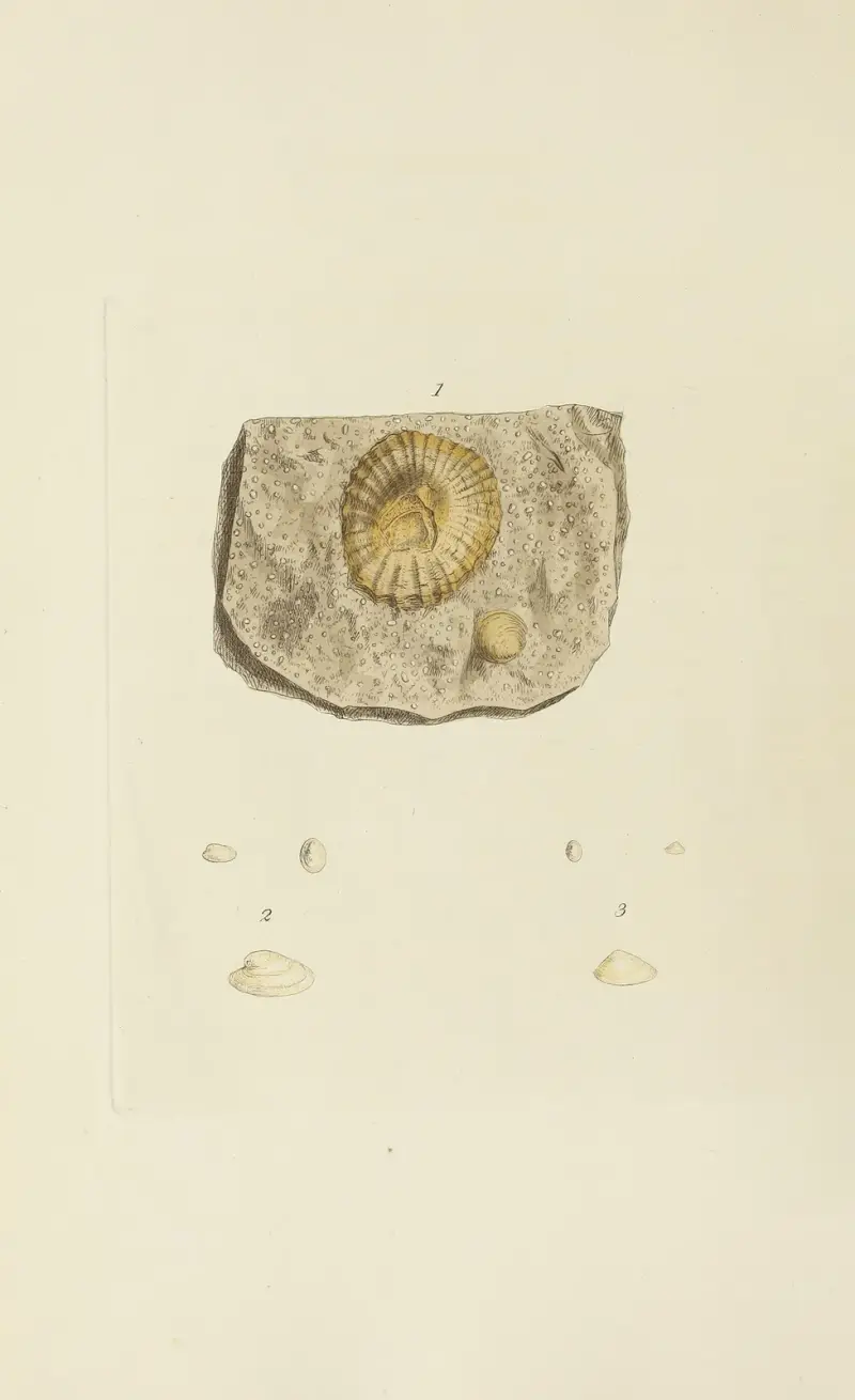 The mineral conchology of Great Britain Pl.565 av James Sowerby