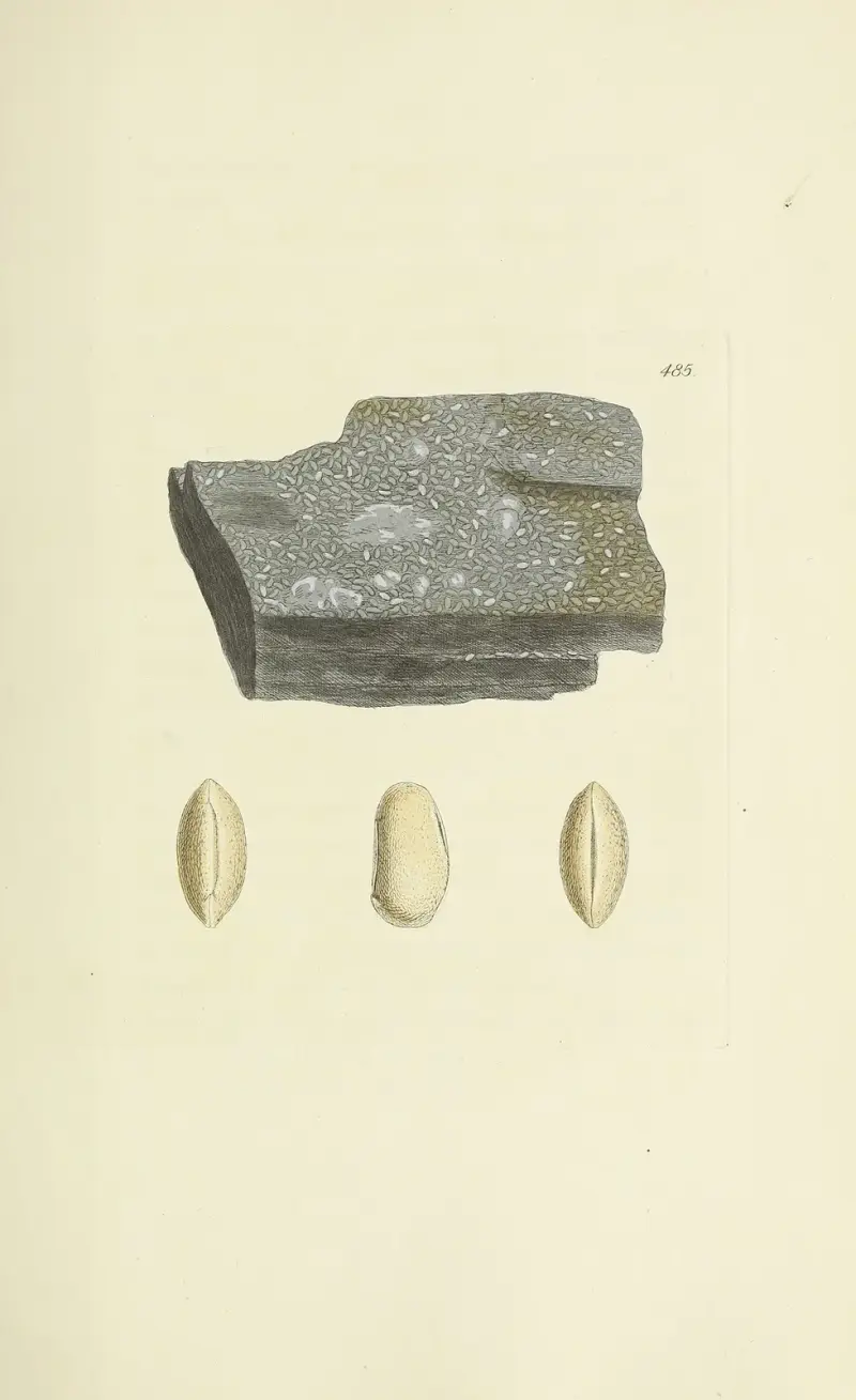 Great Britains mineralogi och konkologi, plansch 566 av James Sowerby