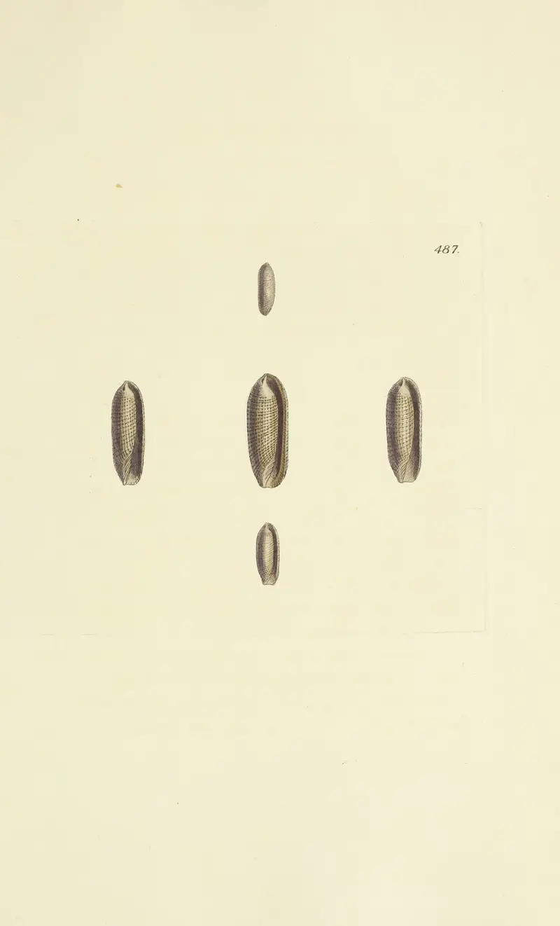 The mineral conchology of Great Britain Pl.568 av James Sowerby
