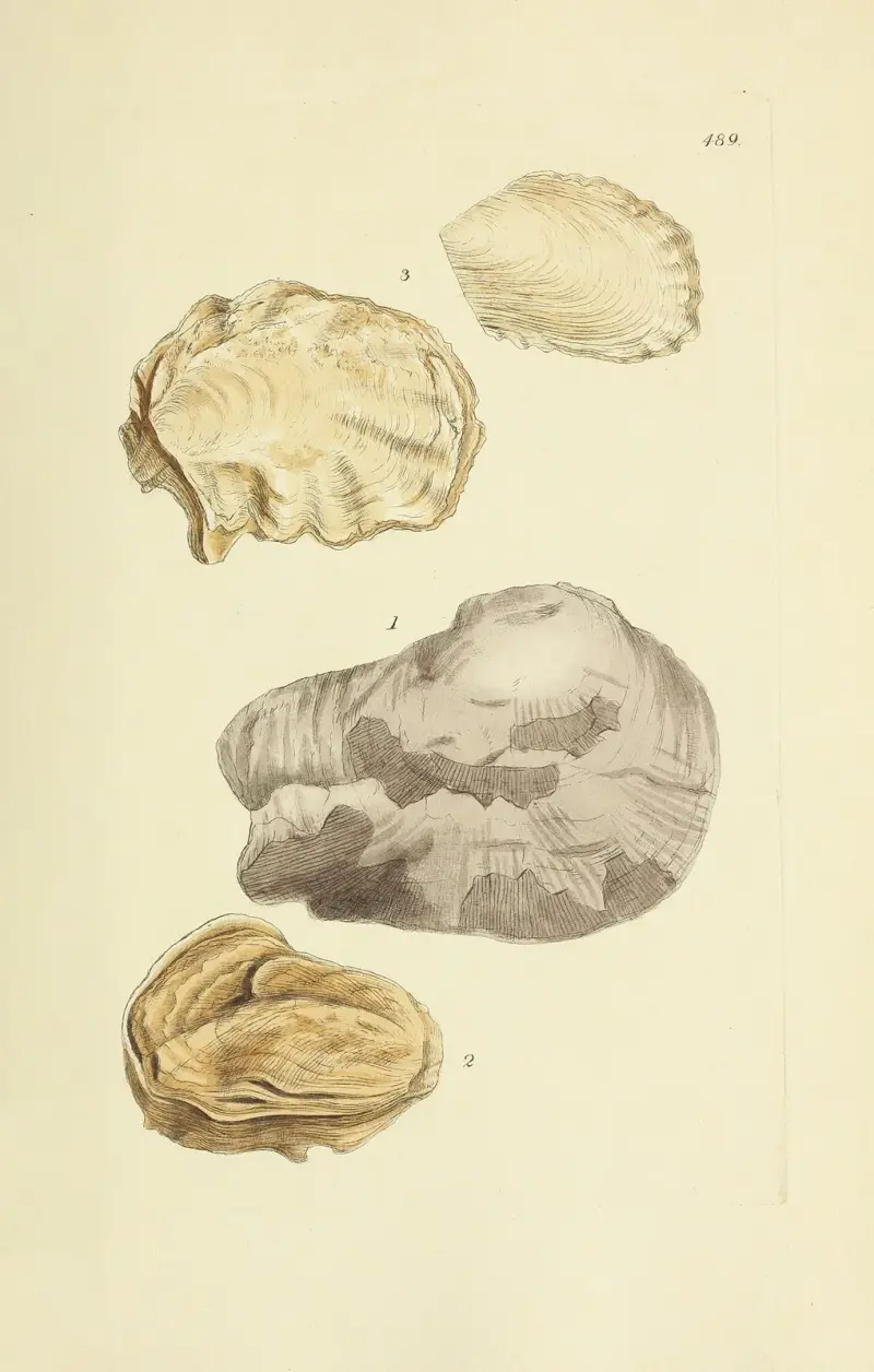 The mineral conchology of Great Britain Pl.570 av James Sowerby