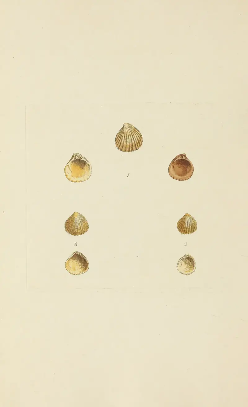 The mineral conchology of Great Britain Pl.571 av James Sowerby