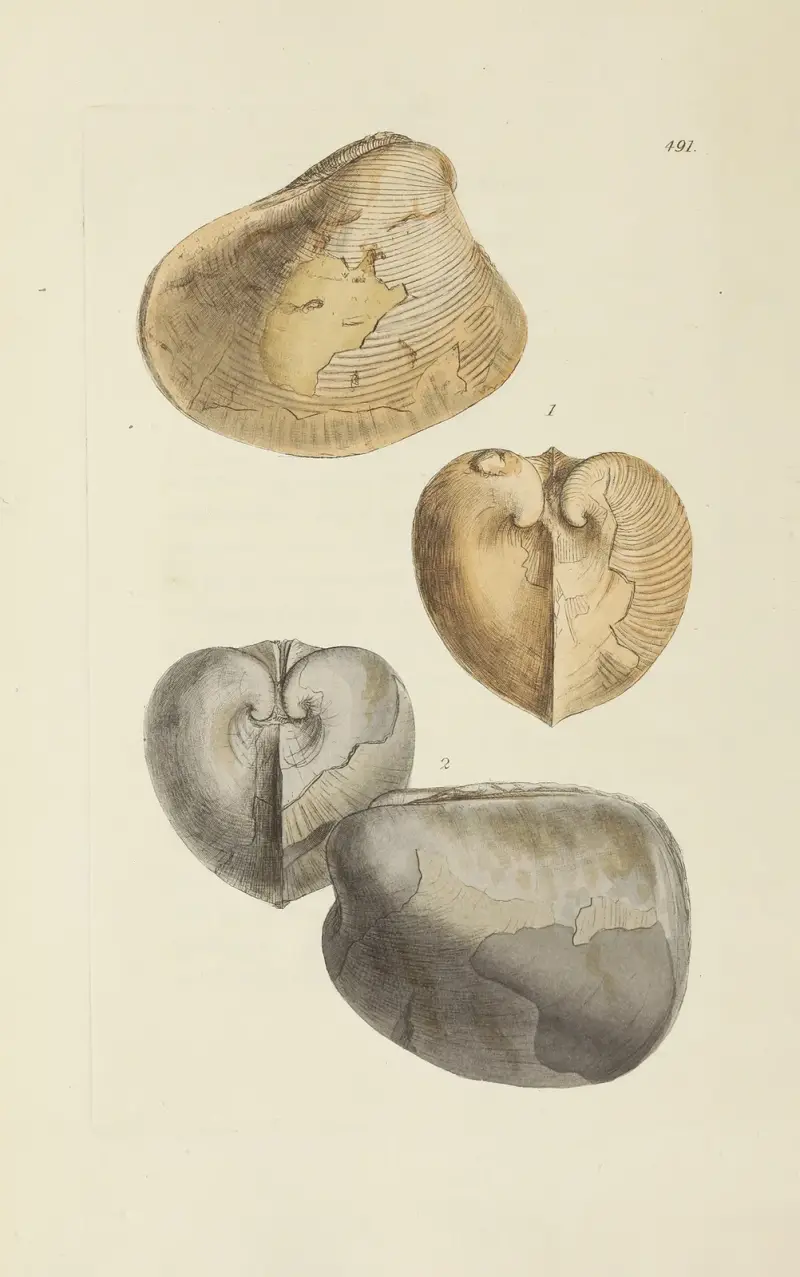 The Mineral Conchology of Great Britain, plansch 572 av James Sowerby