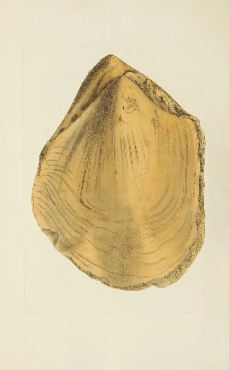 The mineral conchology of Great Britain Pl.573 av James Sowerby