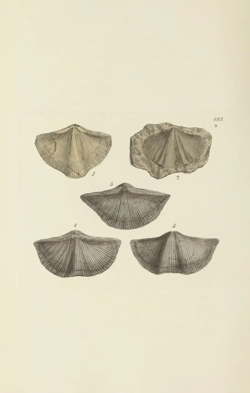 The mineral conchology of Great Britain Pl.574 av James Sowerby