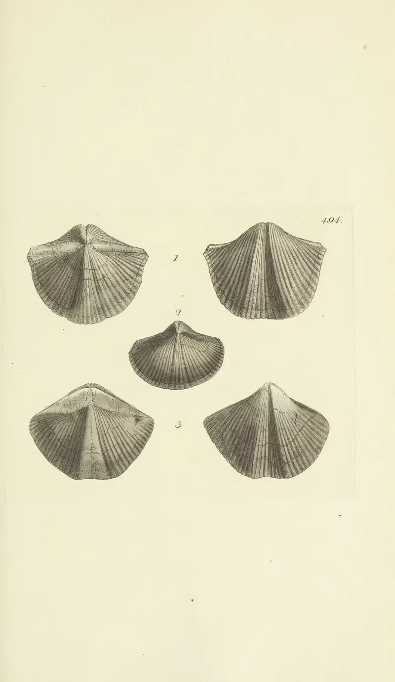 The mineral conchology of Great Britain Pl.575 av James Sowerby