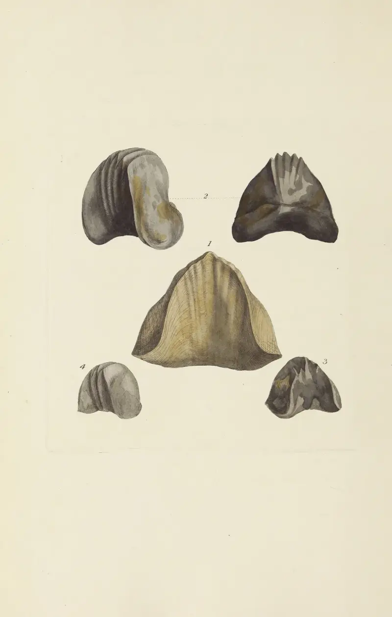 The mineral conchology of Great Britain Pl.576 av James Sowerby