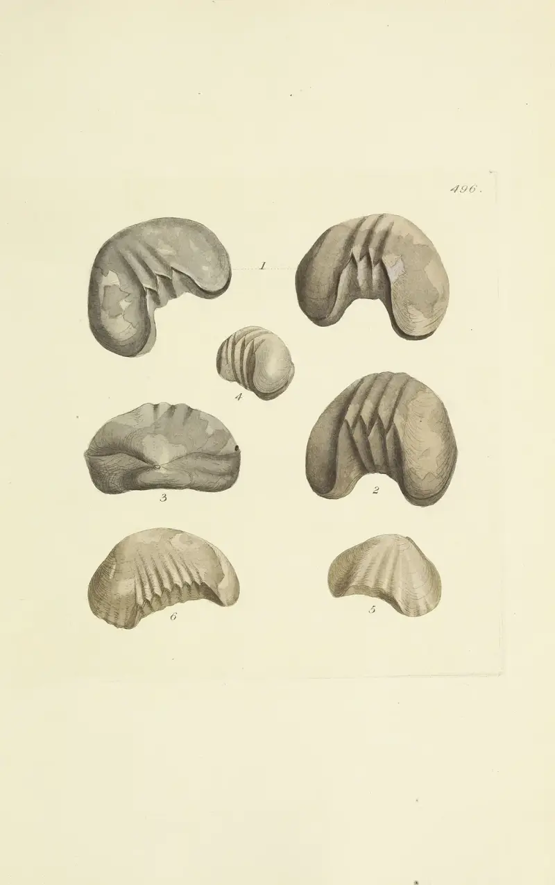 The mineral conchology of Great Britain Pl.577 av James Sowerby
