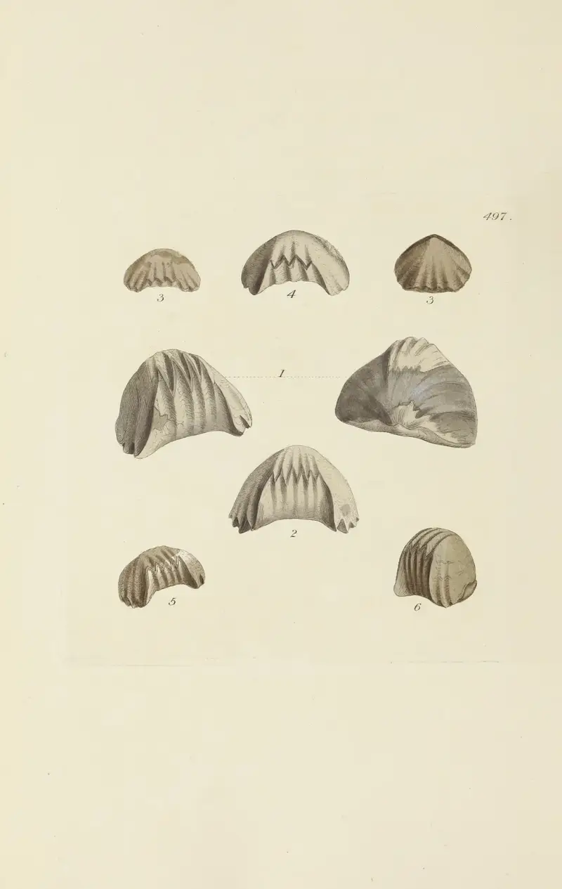 Storbritanniens mineralkonkologi, plansch 578 av James Sowerby
