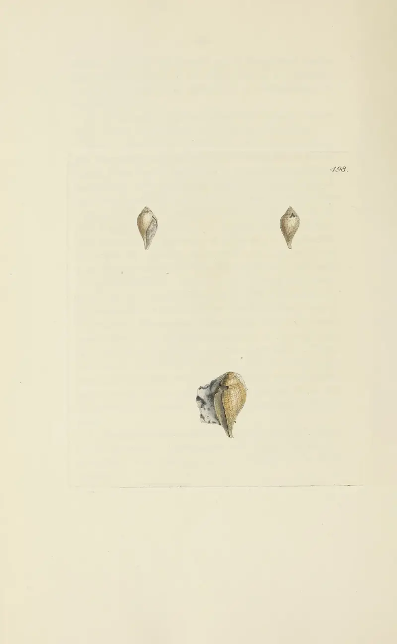 Storbritanniens mineralkonkologi, plansch 579 av James Sowerby
