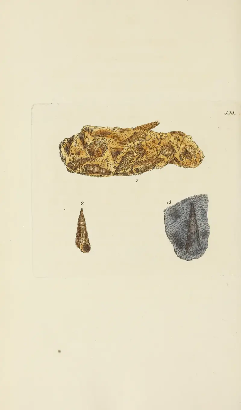 The Mineral Conchology of Great Britain, Tafel 580 von James Sowerby