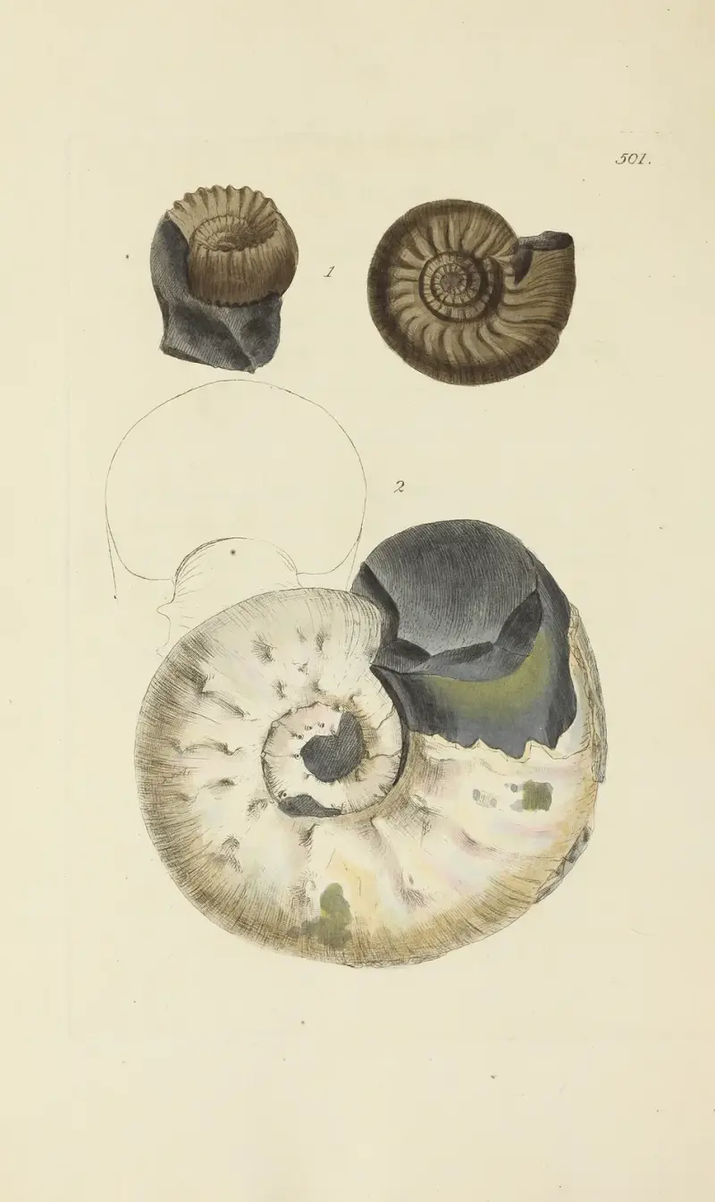 The mineral conchology of Great Britain Pl.582 av James Sowerby