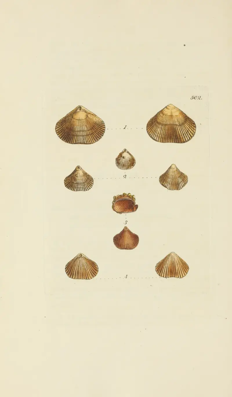 Mineralconkologi från Storbritannien, pl. 583 av James Sowerby