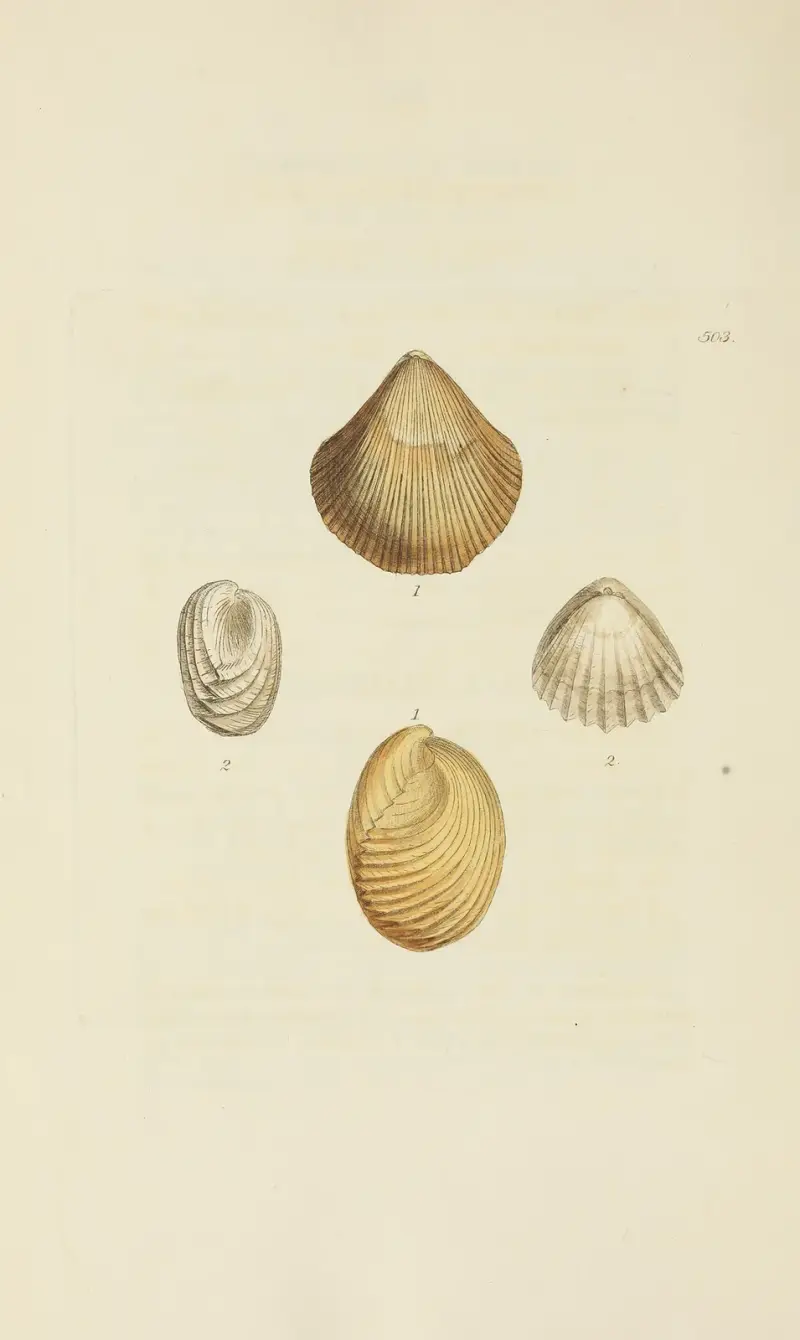 The mineral conchology of Great Britain Pl.584 av James Sowerby