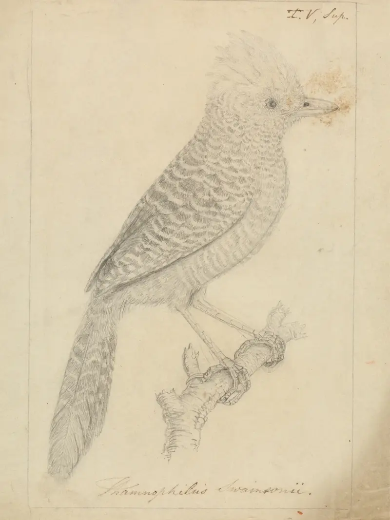 Tufted Antshrike av James Sowerby