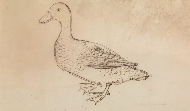 White-faced Whistling Duck av James Sowerby