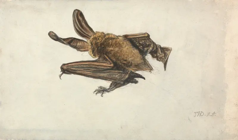 En brun långörad fladdermus (Plecotus auritus) av James Ward
