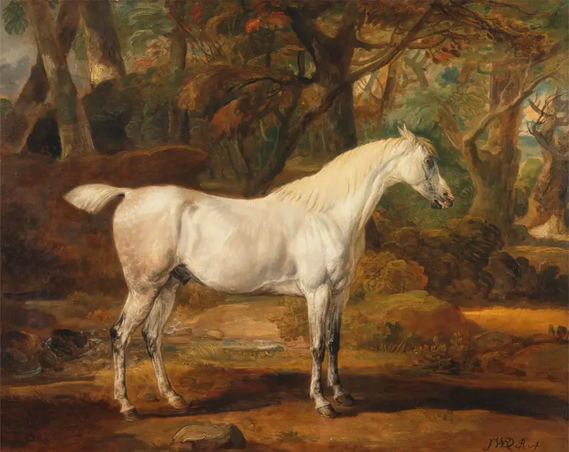 Grey Arabian stallion, the property of Sir Watkin Williams-Wynn av James Ward