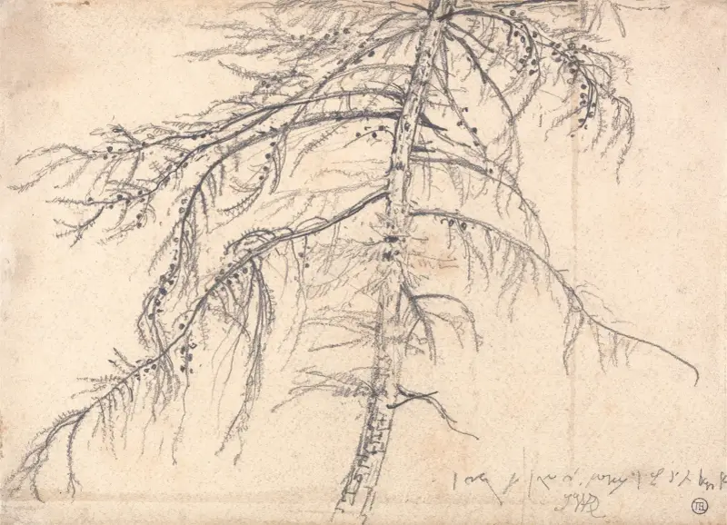 Lärkträd av James Ward