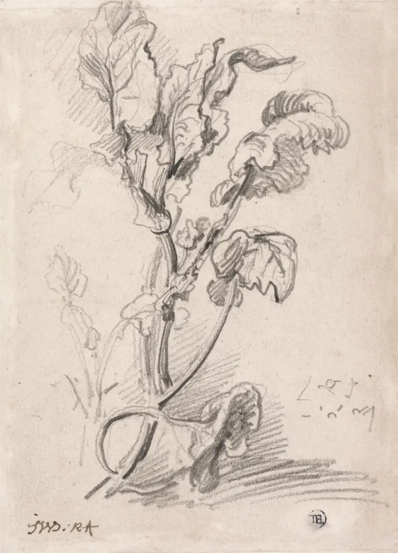Plant Study av James Ward