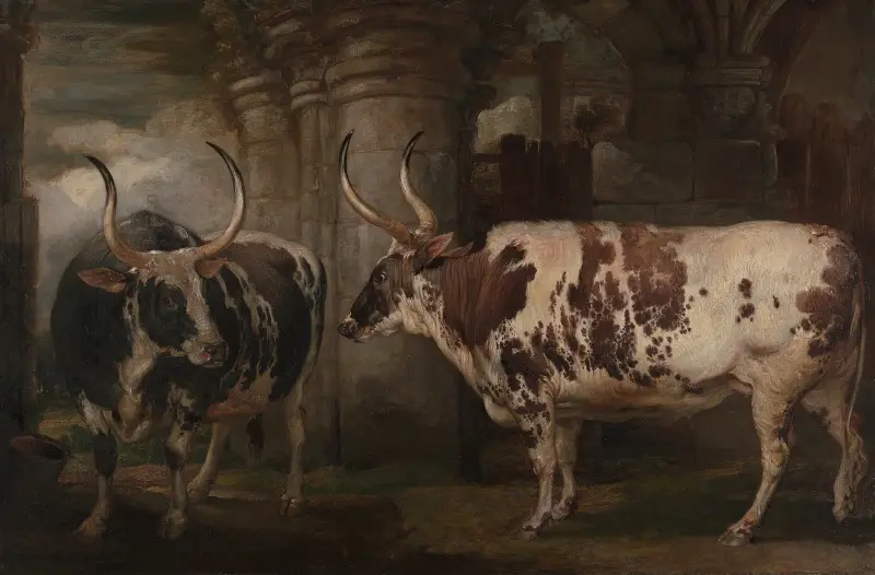 Porträts zweier außergewöhnlicher Ochsen, Eigentum des Earl of Powis von James Ward