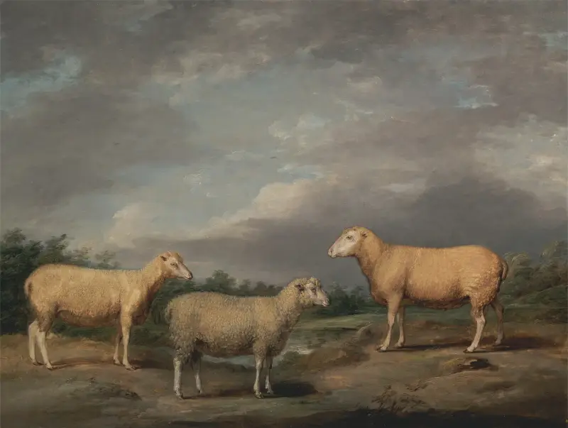 Ryelands-Schafe, der Widder des Königs, das Mutterschaf des Königs und Lord Somervilles Hammel von James Ward
