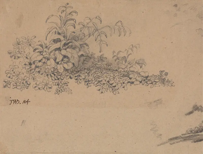Studie av undervegetation av James Ward