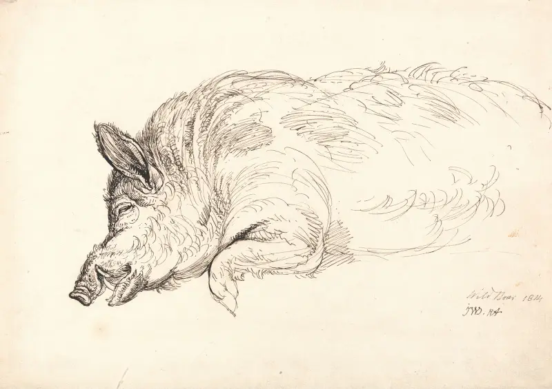 Wild Boar von James Ward