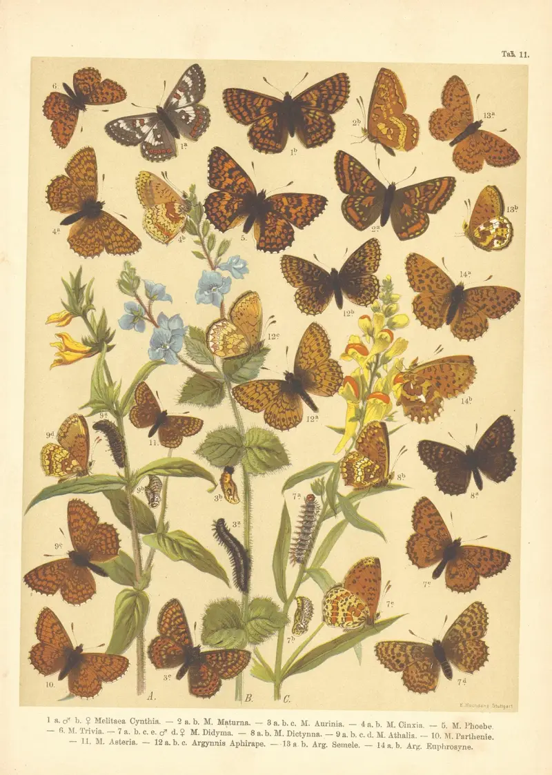 Atlas motýlů střední Evropy Pl.12 av Jan John