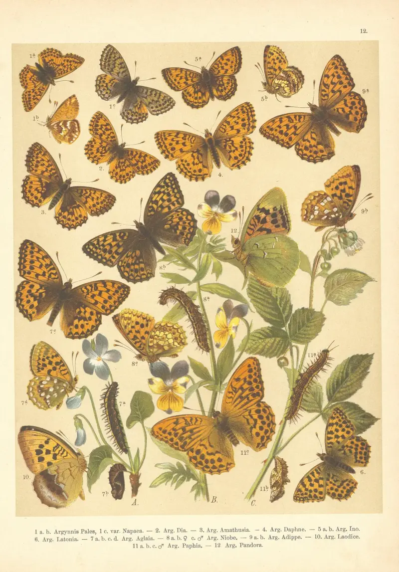 Atlas motýlů střední Evropy Pl.13 av Jan John