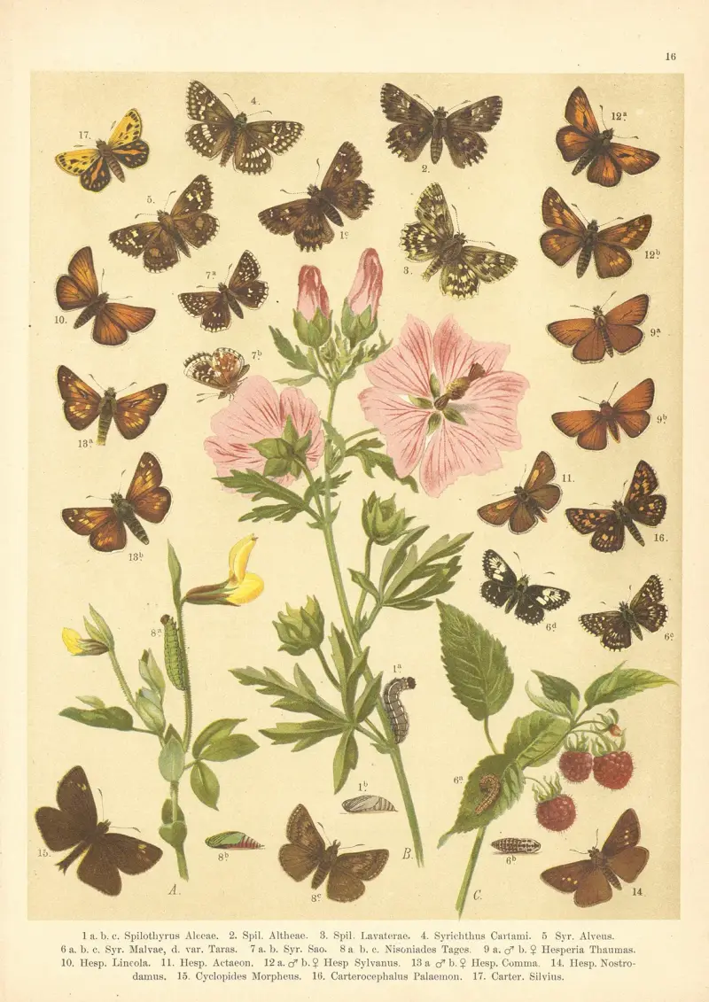 Atlas motýlů střední Evropy Pl.17 av Jan John