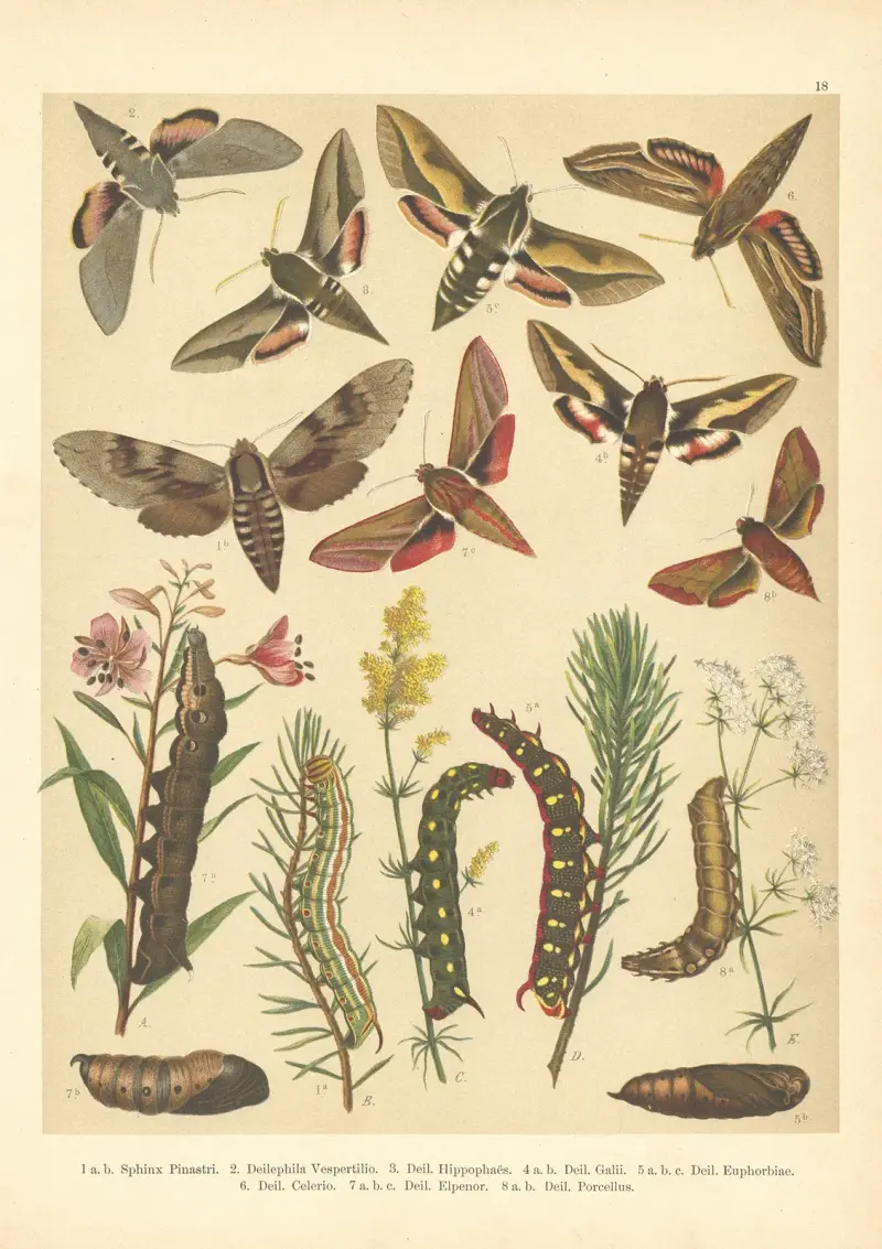 Atlas motýlů střední Evropy Pl.19 av Jan John